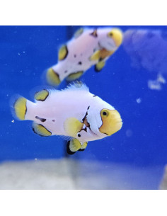 AMPHIPRION PERCULA PICASSO GRADE A1 | Récif Alpes