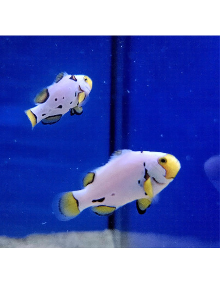 AMPHIPRION PERCULA PICASSO GRADE A1 | Récif Alpes