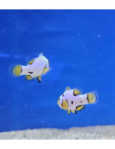 AMPHIPRION PERCULA PICASSO GRADE A1 | Récif Alpes