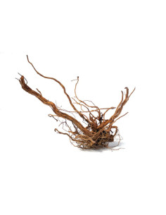 AQUAVIE Curlivigne L racine naturelle