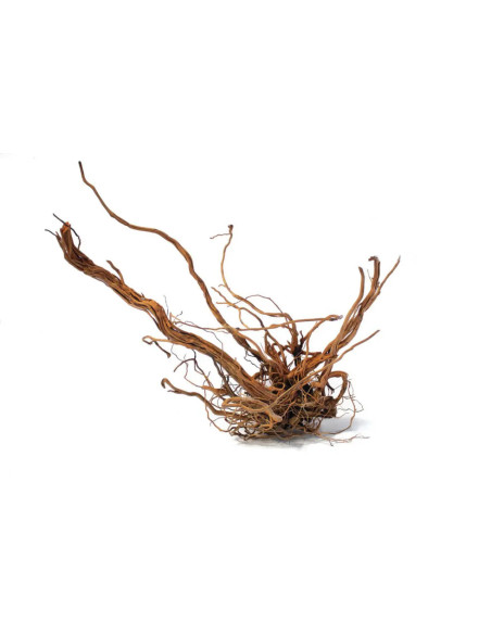 AQUAVIE Curlivigne L racine naturelle