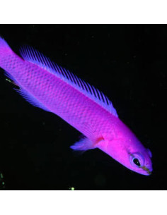 PSEUDOCHROMIS FRIDMANI | Récif Alpes