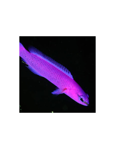 PSEUDOCHROMIS FRIDMANI | Récif Alpes