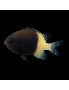 Chromis dimidiata