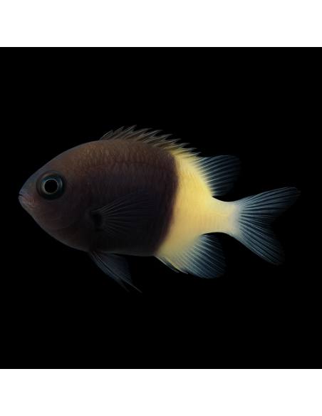 Chromis dimidiata