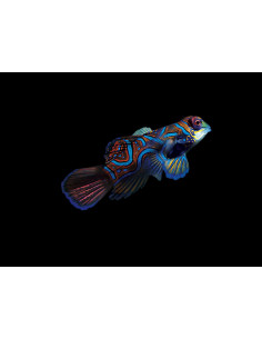 copia de copia de SYNCHIROPUS SYCORAX