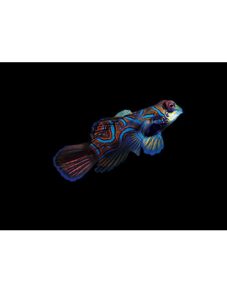SYNCHIROPUS SPLENDIDUS VAR ROUGE ( TAILLE M)