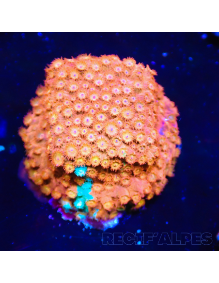 Cyphastrea sp red