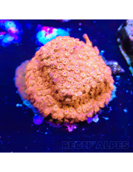 Cyphastrea sp red