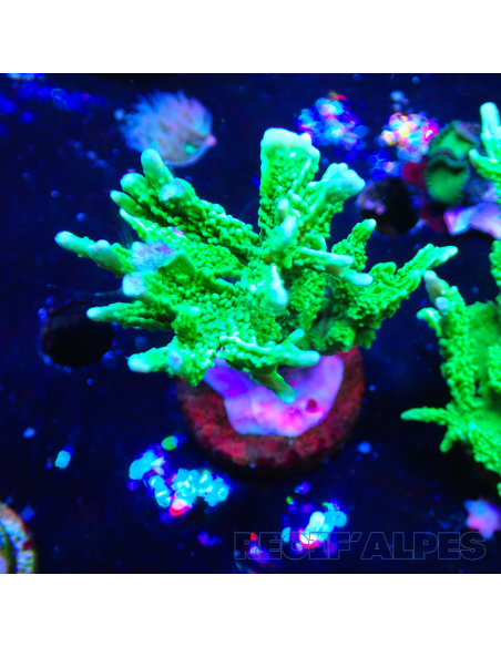 Montipora stellata | Récif Alpes