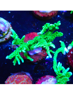 Montipora stellata | Récif Alpes