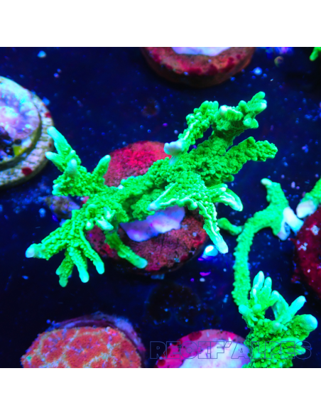 Montipora stellata | Récif Alpes