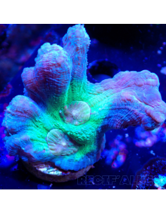 Pectinia Rainbow