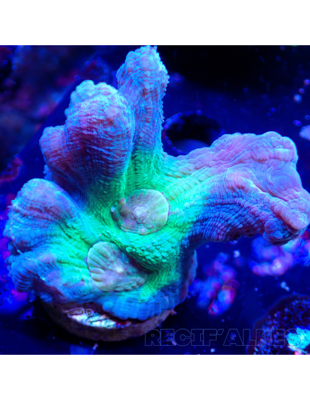 Pectinia Rainbow