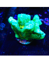Pectinia Space Invader
