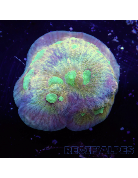 Mycedium robokaki Lily's