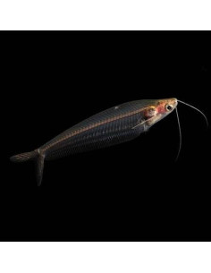 KRYPTOPTERUS BICIRRHIS