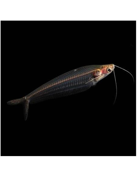KRYPTOPTERUS BICIRRHIS