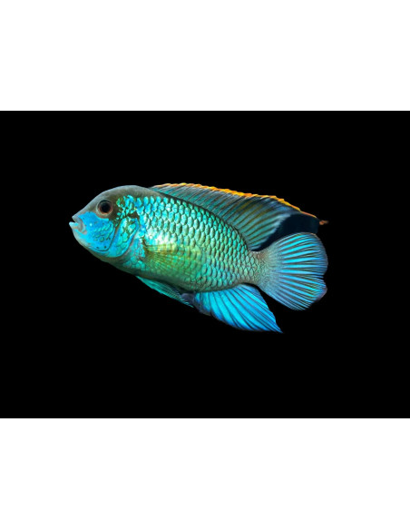 ANDINOACARA PULCHER ELECTRIC NEON