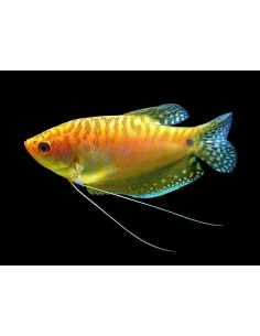 TRICHOGASTER TRICHOPTERUS GOLD