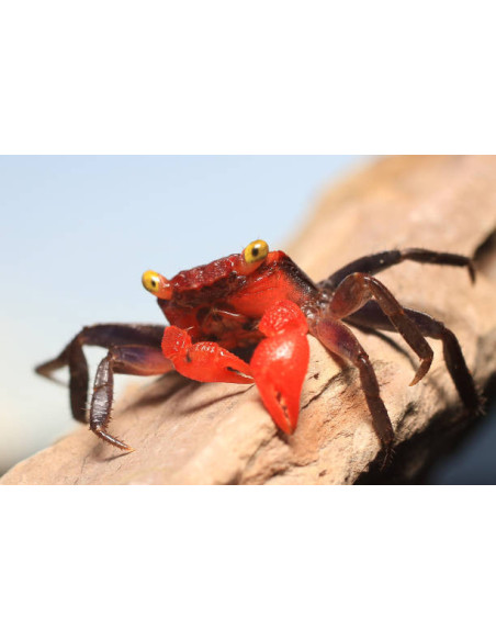 GEOSESARMA RED HAGEN femelle