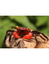 GEOSESARMA RED HAGEN femelle