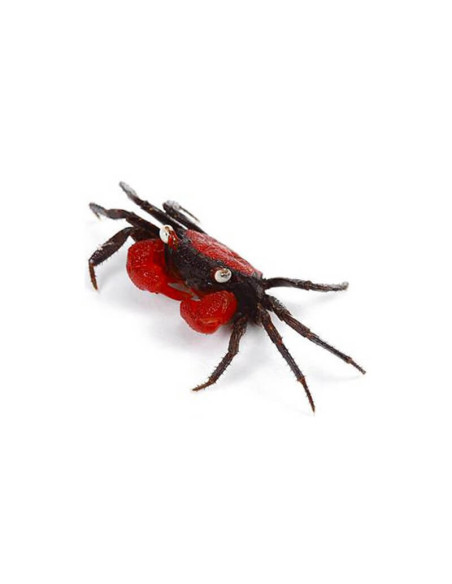 GEOSESARMA RED HAGEN femelle