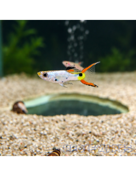Guppy Endler Silverado