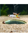 Poecilia Endler Silverado