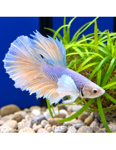 BETTA SPLENDENS MALE CROWNTAIL 11 | Récif Alpes