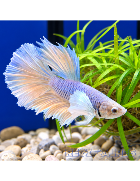 BETTA SPLENDENS MALE CROWNTAIL 11 | Récif Alpes