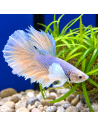 copia de BETTA SPLENDENS MALE CROWNTAIL 11