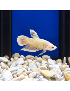 BETTA SPLENDENS MALE CROWNTAIL 11 | Récif Alpes