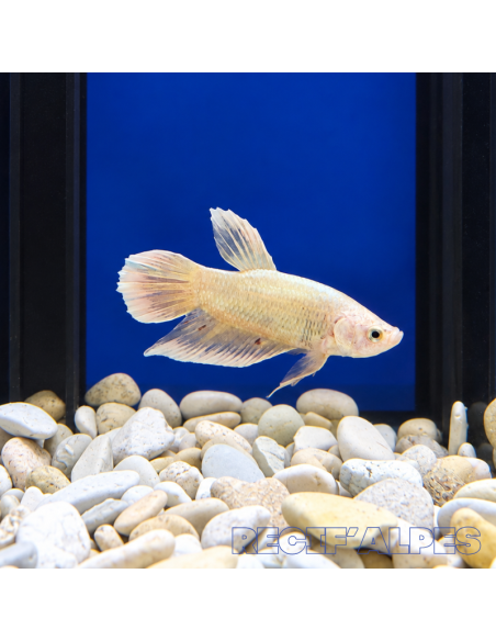 BETTA SPLENDENS MALE CROWNTAIL 11 | Récif Alpes