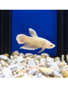 copia de copia de BETTA SPLENDENS MALE CROWNTAIL 11