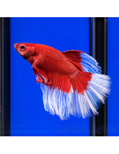 copia de copia de copia de BETTA SPLENDENS MALE CROWNTAIL 11