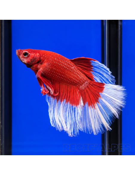 BETTA SPLENDENS MALE CROWNTAIL 11 | Récif Alpes