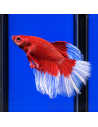 copia de copia de copia de BETTA SPLENDENS MALE CROWNTAIL 11