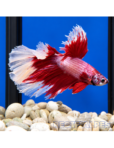 copia de copia de copia de copia de BETTA SPLENDENS MALE CROWNTAIL 11