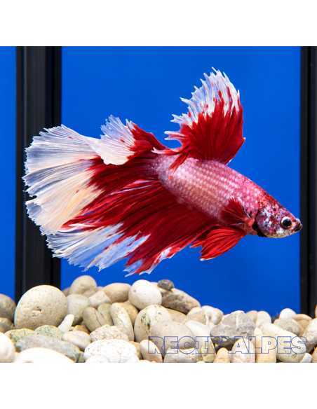 BETTA SPLENDENS MALE CROWNTAIL 11 | Récif Alpes