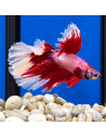 BETTA SPLENDENS MALE CROWNTAIL 11 | Récif Alpes