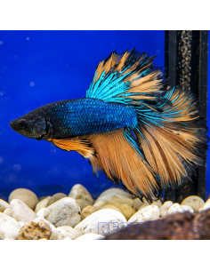 copia de copia de copia de copia de copia de BETTA SPLENDENS MALE CROWNTAIL 11