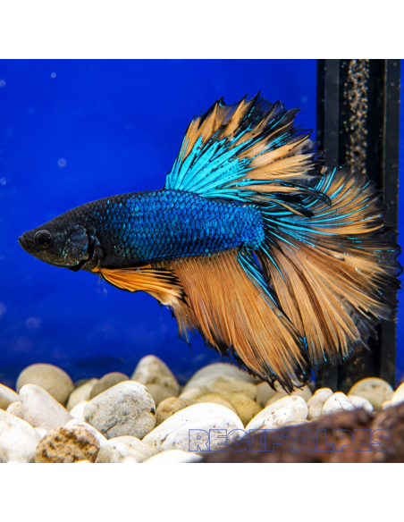 BETTA SPLENDENS MALE CROWNTAIL 11 | Récif Alpes