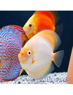 copia de copia de copia de copia de copia de copia de SYMPHYSODON DISCUS