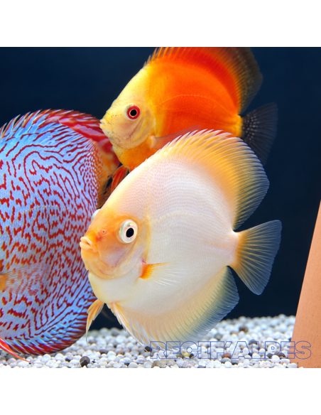 SYMPHYSODON DISCUS | Récif Alpes