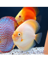 SYMPHYSODON DISCUS | Récif Alpes
