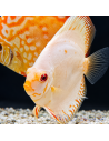 SYMPHYSODON DISCUS | Récif Alpes