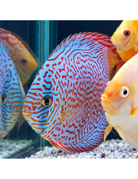 SYMPHYSODON DISCUS | Récif Alpes