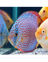 SYMPHYSODON DISCUS | Récif Alpes