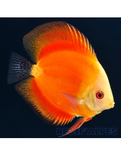 copia de copia de copia de SYMPHYSODON DISCUS